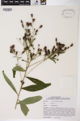 Vernonia × illinoensis image