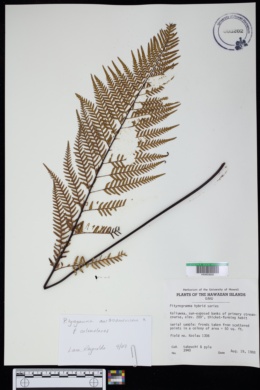 Pityrogramma austroamericana x P. calomelanos image