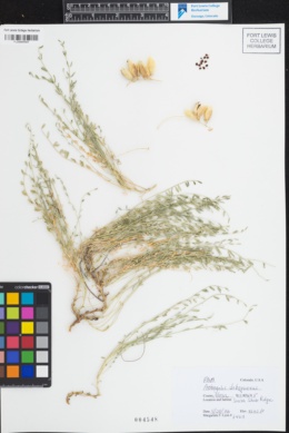Astragalus debequaeus image