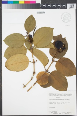 Image of Lonicera hildebrandiana