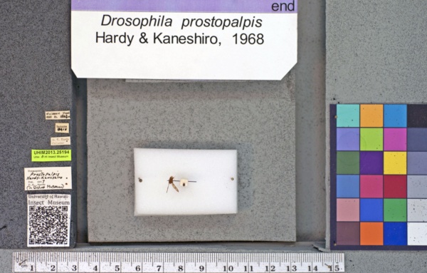 Drosophila prostopalpis image