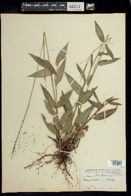 Ichnanthus lanceolatus image