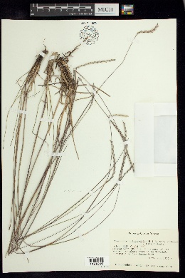 Elionurus ciliaris image