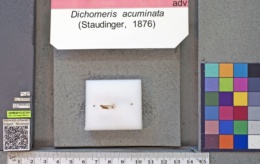 Dichomeris acuminata image