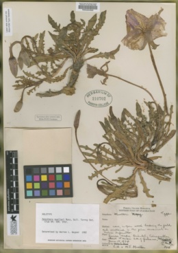 Image of Oenothera muelleri