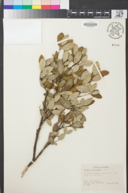 Image of Garrya buxifolia