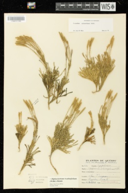 Lycopodium sabinaefolium image