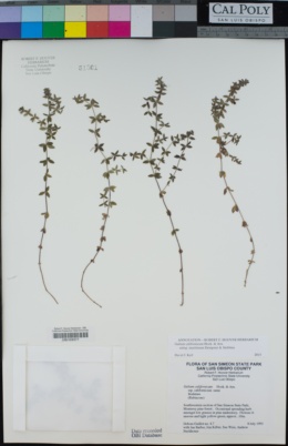 Galium californicum subsp. maritimum image