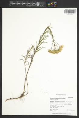Image of Brickellia scoparia