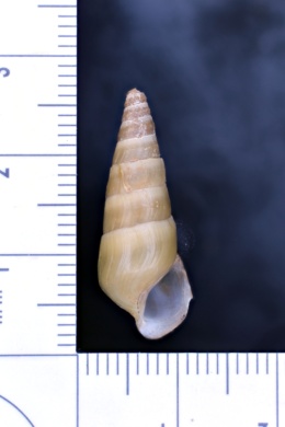 Pleurocera pyrenella image
