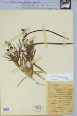 Chilopsis linearis subsp. linearis image