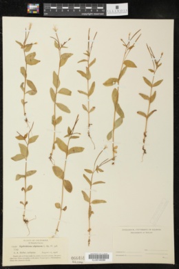Image of Epilobium anagallidifolium