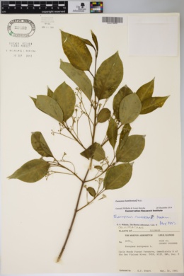 Euonymus hamiltonianus image