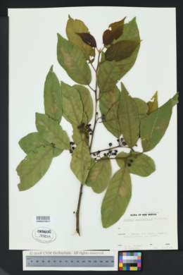Rhamnus capreaefolia image