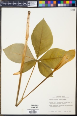 Image of Arisaema quinatum
