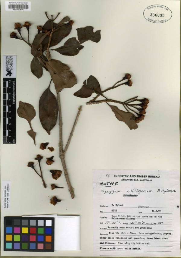 Syzygium alliiligneum image