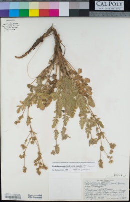 Horkelia cuneata subsp. cuneata image
