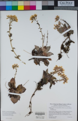 Dudleya cymosa subsp. pumila image