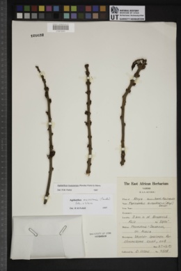 Image of Agelanthus musozensis