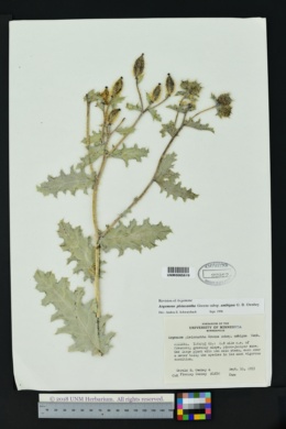 Argemone pleiacantha subsp. ambigua image
