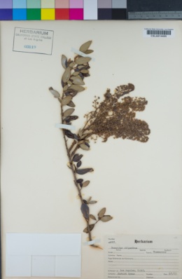Ceanothus oliganthus image