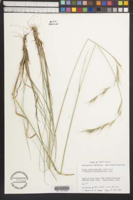 Image of Elymus anthosachnoides