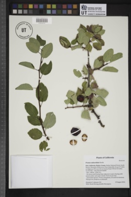 Image of Prunus subcordata