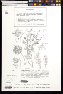 Prosopis reptans image