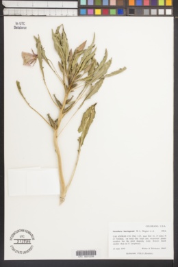 Oenothera harringtonii image