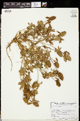 Trifolium obscurum image