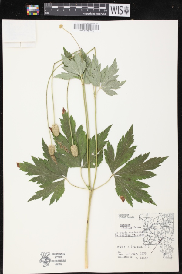 Anemone virginiana var. alba image