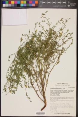 Cordylanthus laxiflorus image