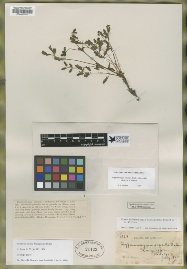 Hoffmannseggia oxycarpa subsp. arida image
