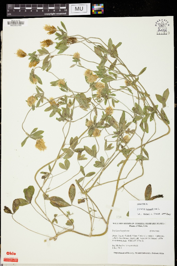 Trifolium berytheum image