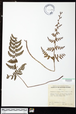 Dryopteris crinalis image