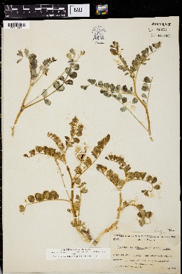 Astragalus cimae image