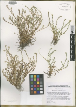 Image of Plagiobothrys parishii