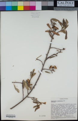 Kageneckia lanceolata image