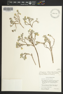 Physaria hitchcockii subsp. rubicundula image