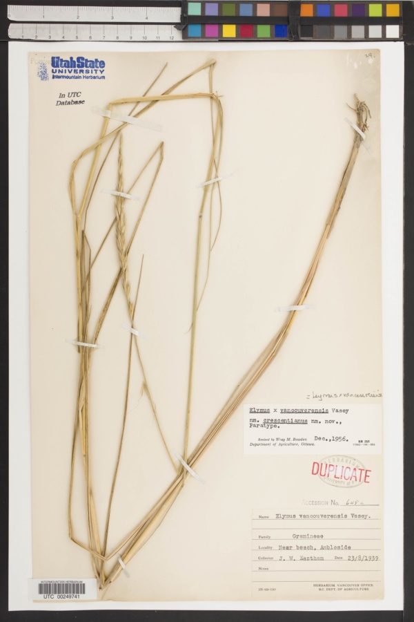 Elymus x vancouverensis var. crescentianus image