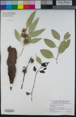 Image of Eucalyptus bancroftii