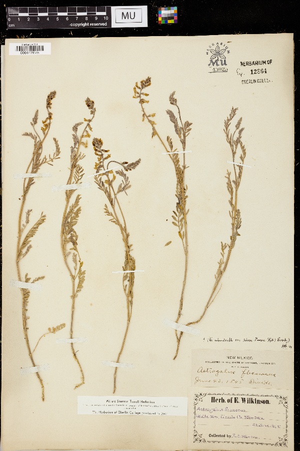 Astragalus flexuosus var. sierrae-blancae image