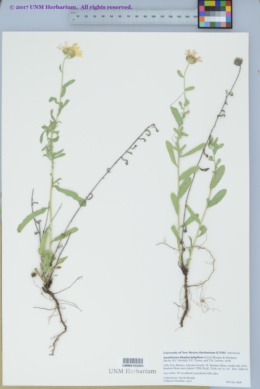 Image of Xanthisma blephariphyllum