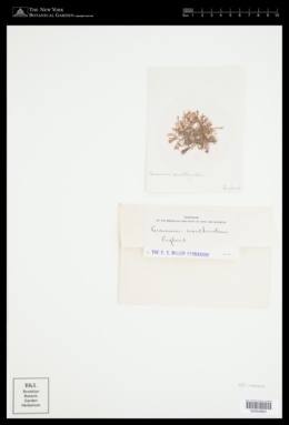 Ceramium arachnoideum image