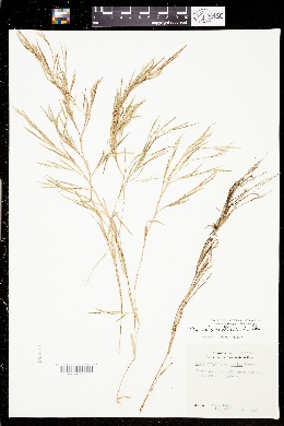 Image of Muhlenbergia glabrifloris