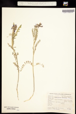 Image of Astragalus eucosmus