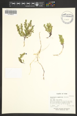 Scutellaria sapphirina image