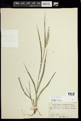 Sporobolus buckleyi image