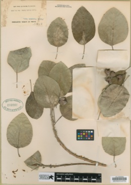 Ficus petiolaris subsp. palmeri image