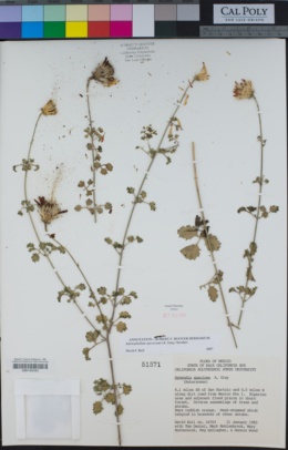 Adenophyllum speciosum image